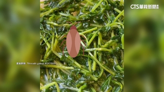 京星港式飲茶「吃到小強」　店長：已致歉+免單