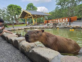 「張美阿嬤」兒對同業下毒手　三姊重話開砲弟弟：讓輿論都壓在76歲老人家身上？