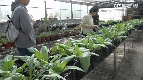 【台語新聞】廚餘大變身! 社區自製「堆肥」種植花果蔬菜