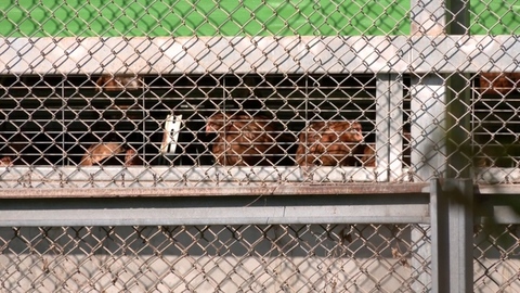 台中禽流感雞蛋流向苗栗！業者全數售罄　聲明致歉：開放退貨退款