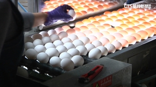 禽流感推升蛋價　蛋商公會：若疫情未擴散「不再漲」