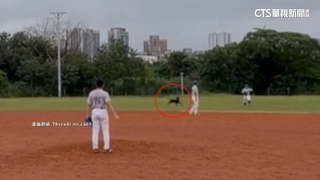 球場狗咬人！　選手小腿受傷打破傷風　動保處到場處理