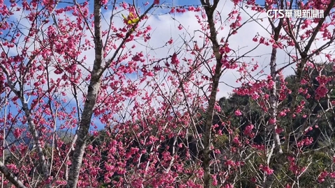 【台語新聞】信義櫻花季來了! 停車限制「賞櫻改全預約」