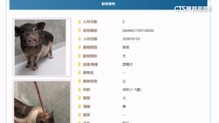 「麝香豬」被標「混種犬」？　基隆動保所公告掀熱議