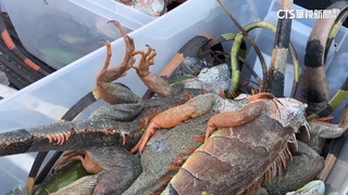 美暴雪、寒流接連侵襲　佛州急凍下「綠鬣蜥雨」