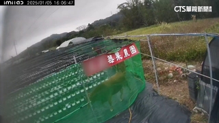 非首次！　逾20頭牛闖園區大啖草莓葉　採收損失慘