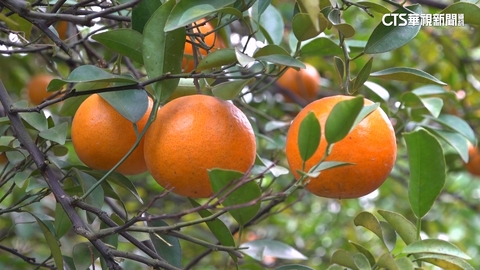 【台語新聞】延續阿公精神 返鄉青農轉型蜜柑園奪評鑑冠軍