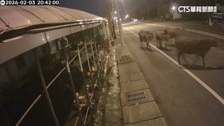 又闖進草莓園吃葉！　牛群橫越雙向道遭撞　駕駛嚇壞