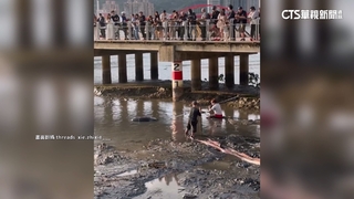 曼波魚擱淺北市關渡碼頭　眾人合力救援成功「送回大海」