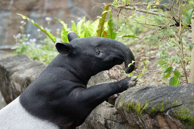 馬來貘莉姆路1歲半有「叛逆感」　邁向獨自生活新階段 | 華視新聞