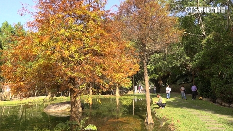 【台語新聞】秋冬限定打卡祕境曝 百株落羽松賞景點吸睛