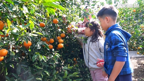 【台語新聞】過年趴趴走! 豐原後花園賞景.親子採果樂