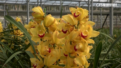 【台語新聞】搶攻年節市場 花農推「小葉虎頭蘭」吸睛拚吸金