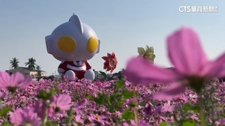 「超人力霸王」現身美濃花海　傳攤販賣盜版.警加強巡檢