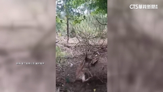 尼龍網困死梅花鹿　墾管處：1週內清查並汰換金屬網