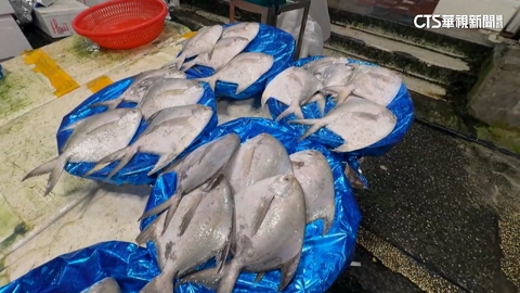 【台語新聞】年年有「魚」!現撈白鯧破千元 民眾省錢改買冷凍
