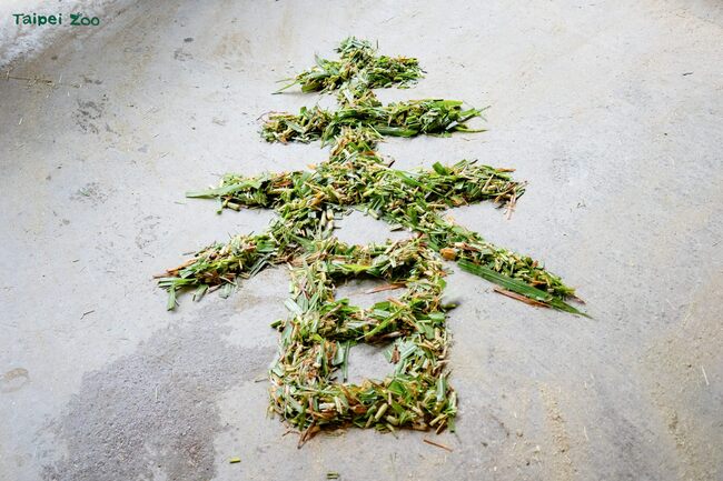 北市動物園幫動物們加菜過好年　籲遊客勿擅自幫動物「加菜」 | 華視新聞