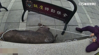 黑豬脫逃！　北大特區驚見破100kg黑豬「趴趴走」