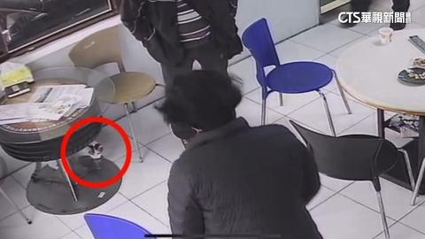 防鼠有奇招! 茶葉批發商「廣播貓叫聲嚇跑鼠」