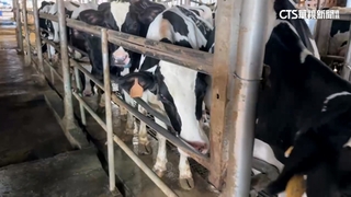 美國液態乳零關稅　國內酪農憂產業受衝擊