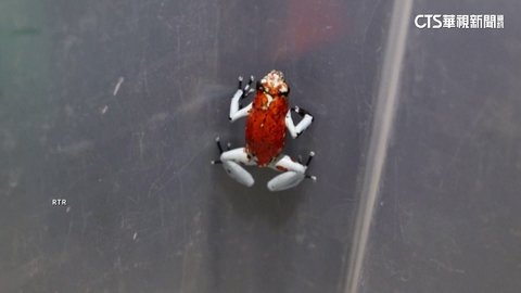 5國聯合聲明普丁政敵納瓦尼　遺體驗出箭毒蛙毒素