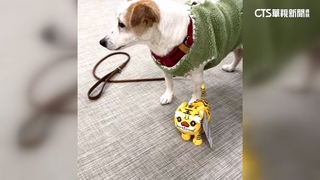 來自陳其邁的新年禮！　蔡英文愛犬樂樂收到「萌虎」娃娃