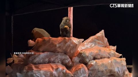 獼猴搶圍爐!?搶食「4千斤蘿蔔山」 廟方:給牠們加菜