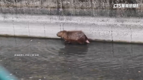 初一「水豚君」寒風孤困排水溝濕透 民眾急救援安置