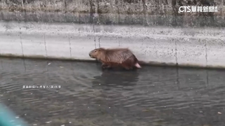 初一「水豚君」寒風孤困排水溝濕透　民眾急救援安置