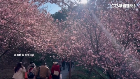 知名櫻花林捲占地爭議 一審判返還4千多坪.賠5萬