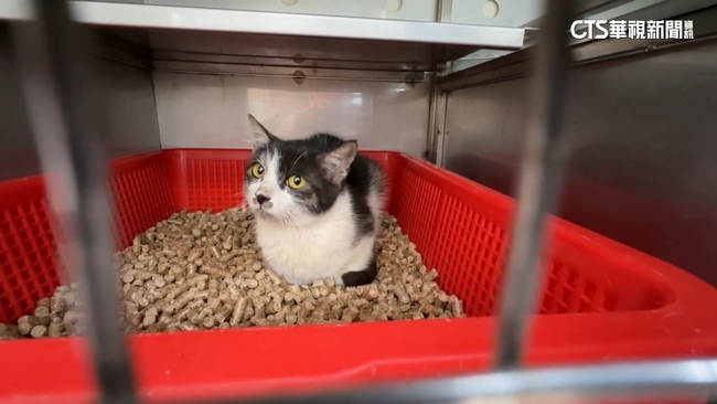 竹縣國中生放鞭炮虐貓PO網　動保處即刻救援安置 | 華視新聞