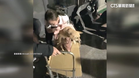 北港深夜傳巨聲! 竟是小黃狗被人從高樓被丟下