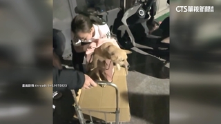 北港深夜傳巨聲！　竟是小黃狗被人從高樓被丟下