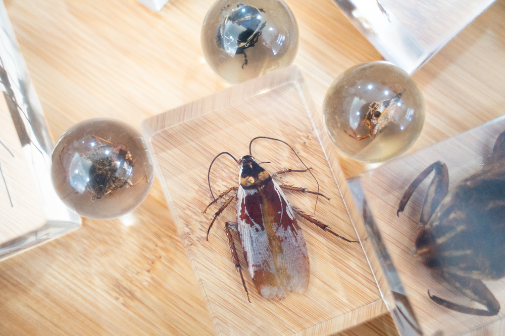 圖 / 北市動物園 提供