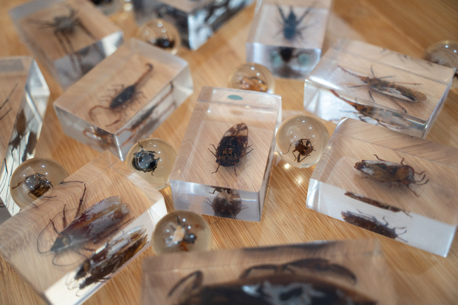 北市動物園馬年刮刮樂送「蟑螂標本」引熱議　園方：僅個位數遊客選擇不領取 | 華視新聞