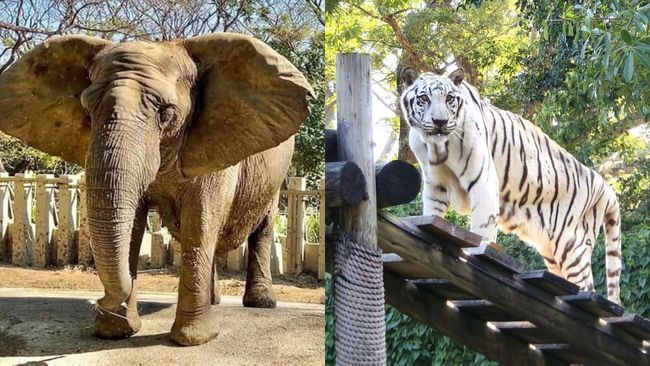 非洲象阿里、白老虎昭海相繼辭世　高市府：將評估引進其他動物 | 華視新聞