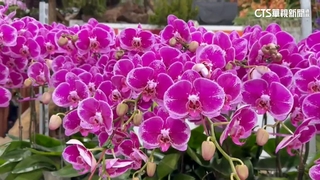 蝴蝶蘭銷美「零關稅泡湯」　蘭協：邀更多國際買家來台