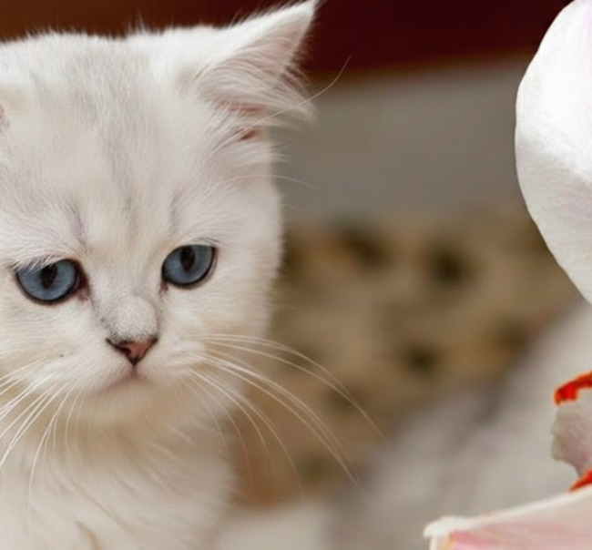 貓奴注意！1種花藏致命毒性　恐釀貓咪急性腎衰竭 | 華視新聞