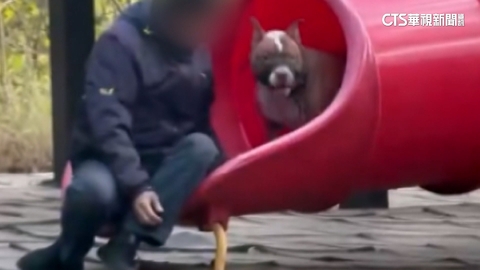 兒童公園男帶猛犬溜滑梯 民眾憂孩童遭咬