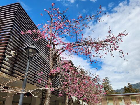 2026「阿里山花季」3/10登場! 「櫻王」預計這時間盛開