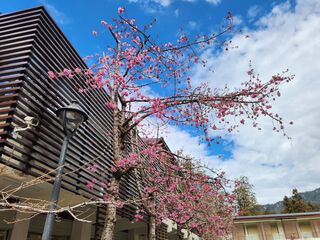 2026「阿里山花季」3/10登場！　「櫻王」預計這時間盛開