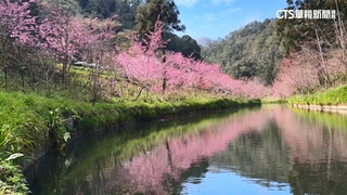 杉林溪櫻花盛開！花瓣倒映水面　「櫻花河」超浪漫