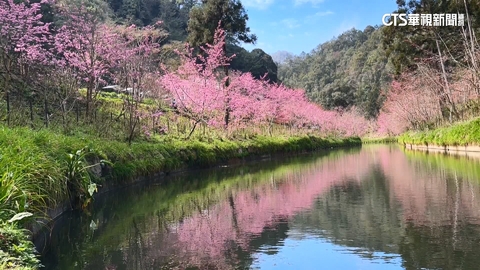 【台語新聞】杉林溪櫻花盛開!花瓣倒映水面 「櫻花河」超浪漫