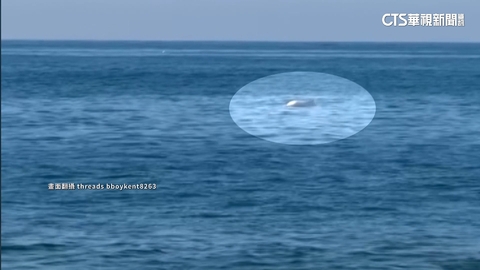 白海豚驚喜現蹤彰濱海域　環團：屬近海生活魚類