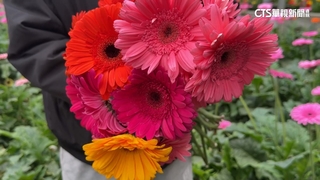 年後花價狂跌！埤頭菊花免費送　民眾彰化園區樂採花