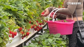 228連假　草莓盛產300元一斤　民眾冒雨體驗採果樂