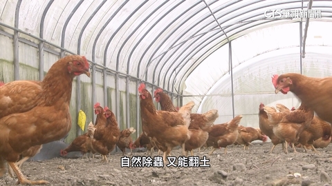 返鄉農夫栽進有機耕種　缺工靠上百隻動物員工