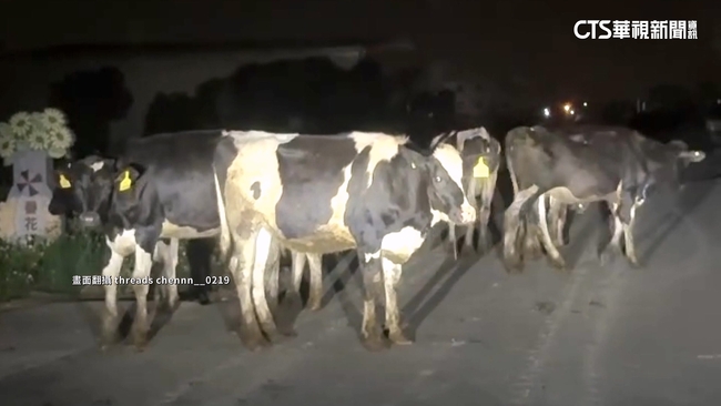 扯！乳牛集體逃家當路霸　駕駛急剎「被迫逆向」