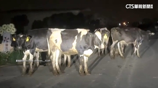 扯！乳牛集體逃家當路霸　駕駛急剎「被迫逆向」