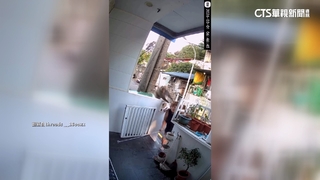 占地為王！獼猴闖住家找食物　無辜屋主驅趕遭「巴頭」